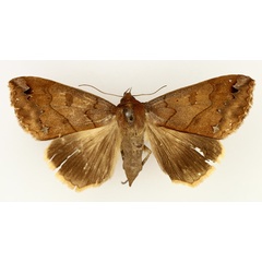 /filer/webapps/moths/media/images/M/maculata_Ophiusa_AF_TMSA_04.jpg