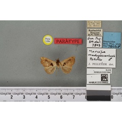/filer/webapps/moths/media/images/M/madagascariensis_Marcipa_PTM_BMNHa.jpg