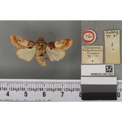 /filer/webapps/moths/media/images/N/notabilis_Panolis_HT_BMNHa.jpg