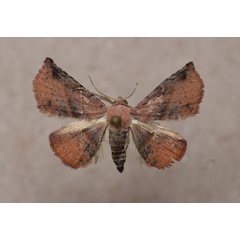 /filer/webapps/moths/media/images/A/aurantiaca_Eublemma_A_Butler.jpg
