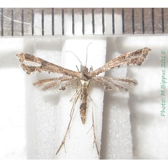 /filer/webapps/moths/media/images/P/pusillidactylus_Lantanophaga_AF_Bippus_01.jpg