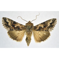 /filer/webapps/moths/media/images/C/circumflexa_Cornutiplusia_AF_NHMO.jpg