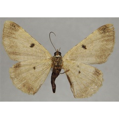 /filer/webapps/moths/media/images/D/distinctaria_Ectropis_AF_ZSMb.jpg