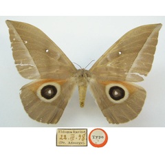 /filer/webapps/moths/media/images/A/ansorgei_Bunaea_HT_BMNHUKa.jpg
