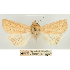 /filer/webapps/moths/media/images/N/nebulosa_Mythimna_AM_BMNH_02.jpg
