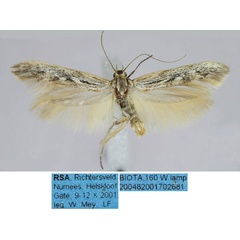 /filer/webapps/moths/media/images/R/richtersveldensis_Haploscythris_HT_TMSA_jMcSMnB.jpg