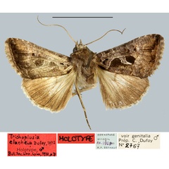 /filer/webapps/moths/media/images/E/elacheia_Trichoplusia_HT_MNHN.jpg