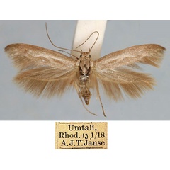 /filer/webapps/moths/media/images/U/umtaliensis_Scythris_HT_TMSA_xBgee6l.jpg