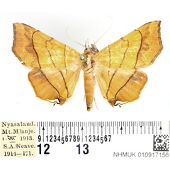 /filer/webapps/moths/media/images/C/caffra_Gracilodes_AF_BMNH.jpg