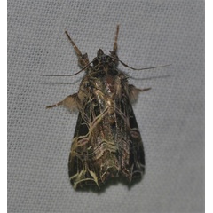 /filer/webapps/moths/media/images/M/maillardi_Callopistria_A_Jorpeland.jpg