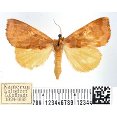 /filer/webapps/moths/media/images/L/lutea_Marcipalina_AF_BMNH_02.jpg