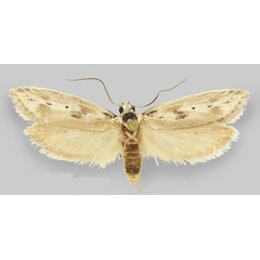 /filer/webapps/moths/media/images/K/karasbergensis_Ethmia_HT_ZMHB.jpg