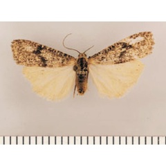 /filer/webapps/moths/media/images/S/swartbergensis_Pasteosia_PTF_TMSA.jpg