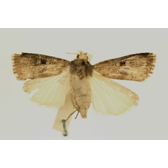 /filer/webapps/moths/media/images/A/atrisigna_Amazonides_AF_RMCA.jpg