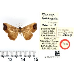 /filer/webapps/moths/media/images/B/bathyscia_Maxera_HT_BMNH.jpg