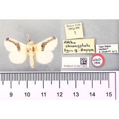 /filer/webapps/moths/media/images/C/chionostola_Altha_HT_BMNH.jpg