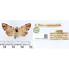 /filer/webapps/moths/media/images/B/basipunctum_Piala_HT_BMNH.jpg