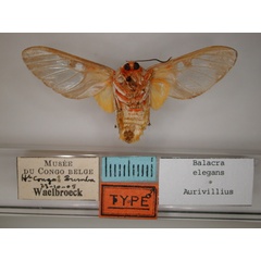 /filer/webapps/moths/media/images/E/elegans_Balacra_A_RMCA_02.jpg