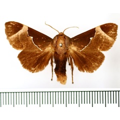 /filer/webapps/moths/media/images/E/elsa_Baria_AM_BMNH.jpg