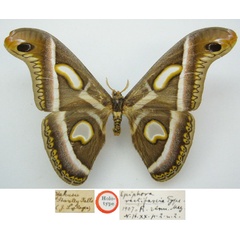 /filer/webapps/moths/media/images/R/rectifascia_Epiphora_HT_NHMUKa.jpg