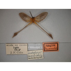 /filer/webapps/moths/media/images/F/flavomaculata_Doratopteryx_PT_RMCA_02.jpg