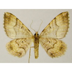 /filer/webapps/moths/media/images/O/olbia_Dysrhoe_AM_ZSMb.jpg