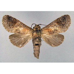 /filer/webapps/moths/media/images/F/ferrugineotincta_Holcoceroides_A_MWM.jpg