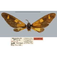 /filer/webapps/moths/media/images/P/petrusia_Maculonaclia_AT_MNHN.jpg