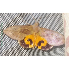 /filer/webapps/moths/media/images/F/fullonia_Eudocima_AM_Bippus_03.jpg