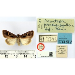 /filer/webapps/moths/media/images/P/pseudosubgothica_Odontestra_HT_BMNH.jpg