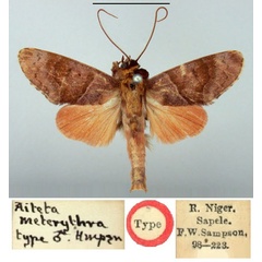 /filer/webapps/moths/media/images/M/meterythra_Aiteta_ST_BMNH.jpg