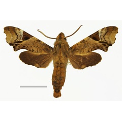 /filer/webapps/moths/media/images/C/camerounensis_Temnora_AM_Basquin_03a.jpg