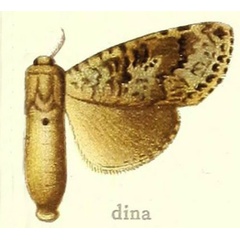 /filer/webapps/moths/media/images/D/dina_Dasychira_HT_Hering_27b.jpg