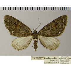 /filer/webapps/moths/media/images/E/edwardsi_Eupithecia_AF_ZSM.jpg
