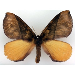/filer/webapps/moths/media/images/M/meridionalis_Epijana_AM_Basquin_02.jpg