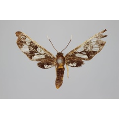 /filer/webapps/moths/media/images/P/pleurosticta_Eressa_HT_BMNH.jpg