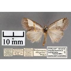 /filer/webapps/moths/media/images/A/albigrisea_Westermannia_PT_OUMNH_01.jpg