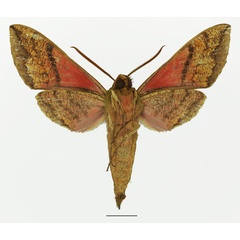 /filer/webapps/moths/media/images/J/jordani_Chaerocina_AM_Basquinb.jpg