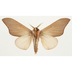/filer/webapps/moths/media/images/N/numenius_Brachychira_AM_Bouyerb.jpg