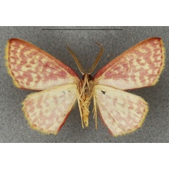 /filer/webapps/moths/media/images/C/callichroa_Ptochophyle_HT_NHMUKb.jpg