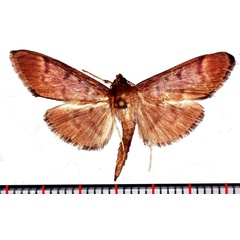 /filer/webapps/moths/media/images/S/sarronalis_Syllepte_AM_Poltavsky.jpg