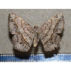 /filer/webapps/moths/media/images/S/streniata_Chiasmia_A_Goff.jpg