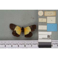 /filer/webapps/moths/media/images/B/bicolor_Arrothia_HT_BMNHb.jpg