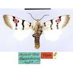 /filer/webapps/moths/media/images/M/mossambicensis_Diaphone_ST_ZMHB.jpg