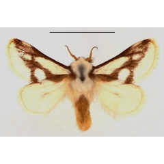 /filer/webapps/moths/media/images/I/incincta_Parapluda_AM_BMNH.jpg