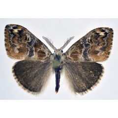 /filer/webapps/moths/media/images/M/mixta_Bracharoa_AM_NHMO.jpg