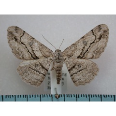 /filer/webapps/moths/media/images/H/hyrax_Zeuctoboarmia_A_Revell.jpg