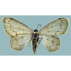 /filer/webapps/moths/media/images/V/vitiosaria_Scopula_AF_ZSMa.jpg