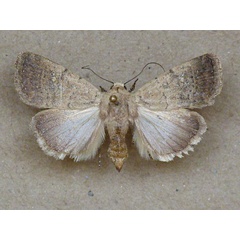 /filer/webapps/moths/media/images/F/flavipuncta_Athetis_A_Butler.jpg