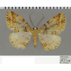 /filer/webapps/moths/media/images/H/hyalinaria_Zamarada_AM_ZSM_02.jpg